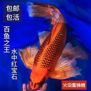 紅色的淡水觀賞魚是什么魚（十大淡水觀賞魚好看的觀賞魚好看的觀賞魚品種排行榜） 黃金斑馬魚 第1張