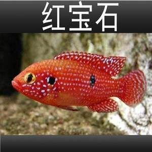 紅色的淡水觀賞魚是什么魚（十大淡水觀賞魚好看的觀賞魚好看的觀賞魚品種排行榜） 黃金斑馬魚 第3張