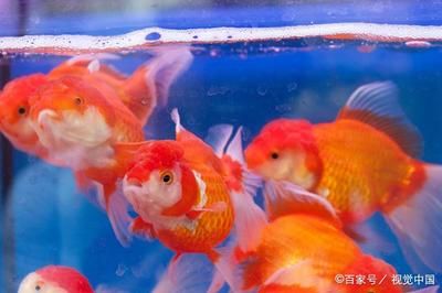 剛買回來的觀賞魚可以喂食嗎（剛買回來的觀賞魚喂食技巧大揭秘正確的喂食技巧大揭秘）