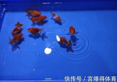 剛買回來的觀賞魚可以喂食嗎（剛買回來的觀賞魚喂食技巧大揭秘正確的喂食技巧大揭秘）