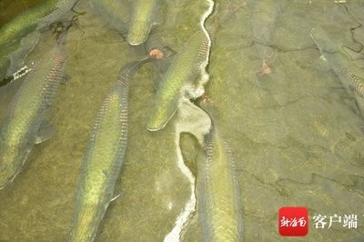 海南觀賞魚養(yǎng)殖基地有哪些地方（海南觀賞魚養(yǎng)殖基地） 溫控設(shè)備 第4張