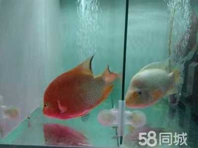 觀賞魚價(jià)格排行（觀賞魚的起源與價(jià)格） 錦鯉魚 第3張