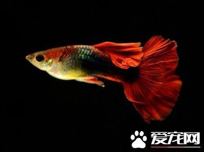 觀賞魚什么時(shí)候生小魚（觀賞魚的繁殖周期） 七彩神仙魚 第3張