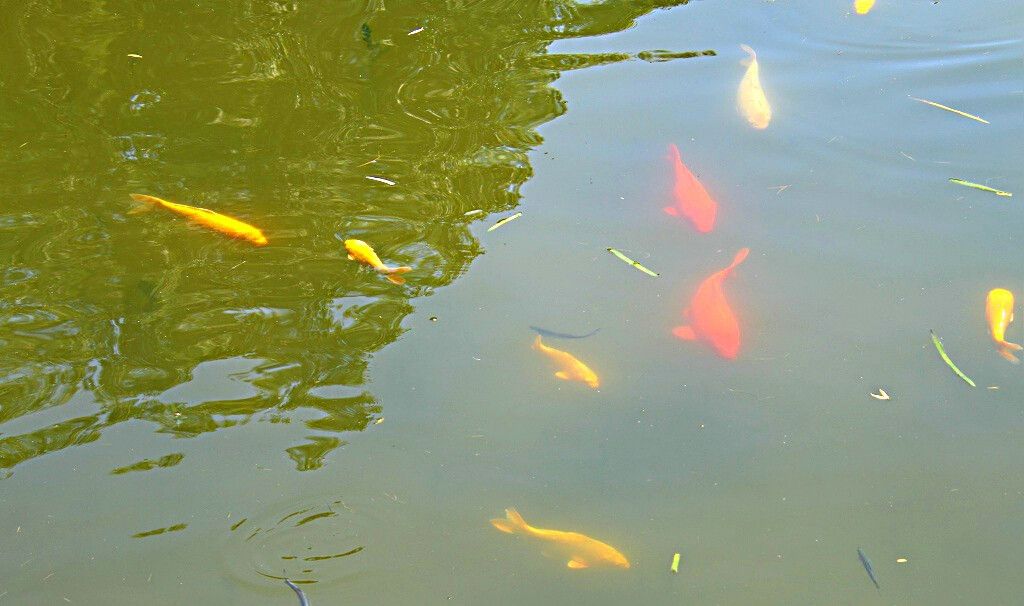 公園的觀賞魚可以隨便投喂嗎？（公園中的觀賞魚可以隨便投喂嗎？） 帝王迷宮魚 第4張