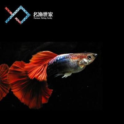 觀(guān)賞魚(yú)可以空運(yùn)嗎多少錢(qián)一只（觀(guān)賞魚(yú)可以空運(yùn)嗎？） 觀(guān)賞魚(yú)飼料 第4張