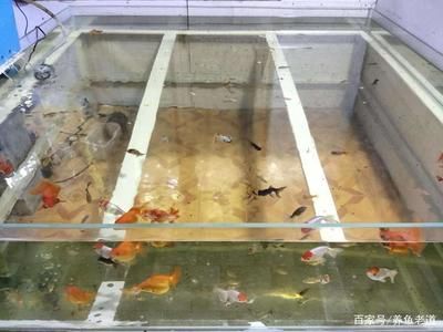 膽小的觀賞魚（膽小的觀賞魚并不意味著它們沒有出息） 祥龍水族護(hù)理水 第1張