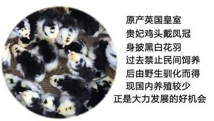 赤荔鳳冠魚的飼養(yǎng)（赤荔鳳冠魚和什么魚混養(yǎng)）