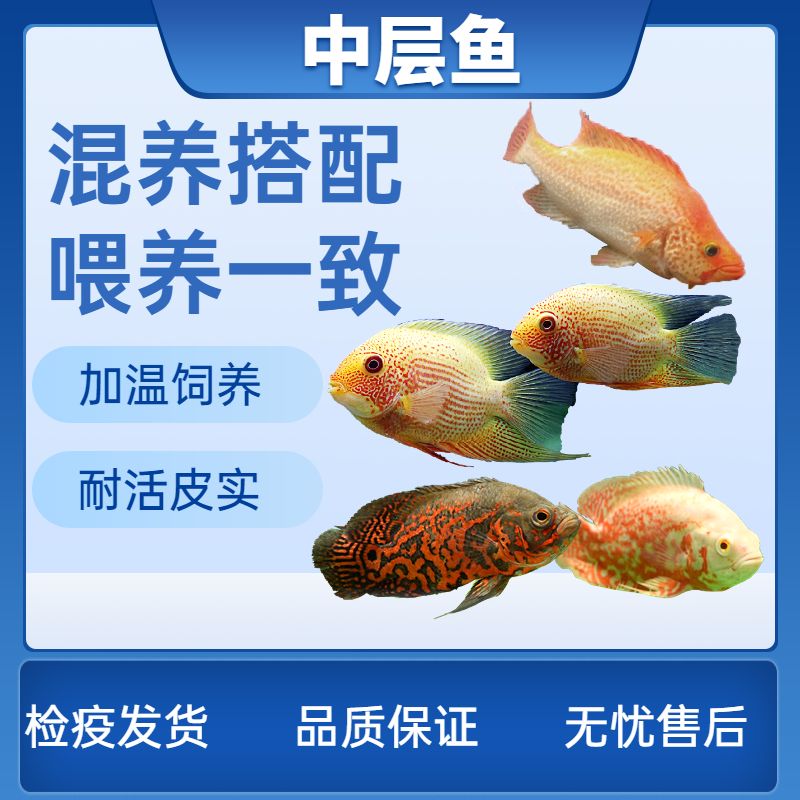 觀賞魚檢疫證明什么樣的（觀賞魚養(yǎng)殖與疾病防控） 白子球鯊魚 第1張