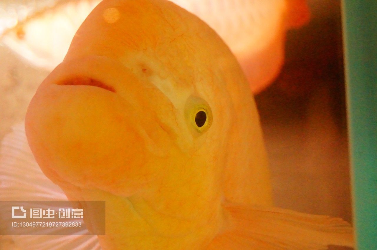 觀賞魚水族館怎么樣養(yǎng)活（如何在水族館中養(yǎng)護(hù)觀賞魚）