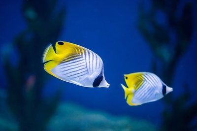 觀賞魚水族館怎么樣養(yǎng)活（如何在水族館中養(yǎng)護(hù)觀賞魚） 黃金達(dá)摩魚 第4張