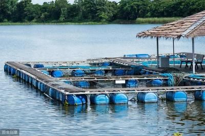 觀賞魚池養(yǎng)魚技巧視頻（上海庭院魚池設計指南庭院魚池設計指南庭院魚池設計指南） 金老虎魚 第3張