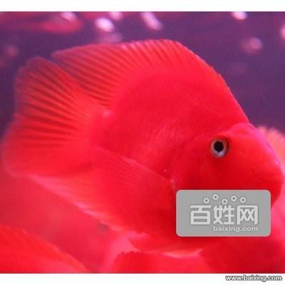 廣州觀賞魚協(xié)會會長是誰（廣州觀賞魚產(chǎn)業(yè)的歷史演變廣州觀賞魚產(chǎn)業(yè)的歷史演變） 申古三間魚 第4張