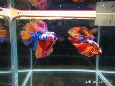 觀賞魚斗魚能活多久?。ㄈ绾翁岣叨肤~的壽命） 黃金河虎魚 第2張