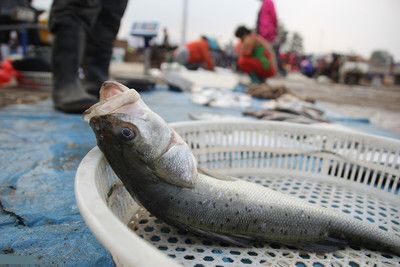 海鱸魚和淡水鱸魚的區(qū)別（海鱸魚與淡水鱸魚的區(qū)別） 白子球鯊魚 第1張