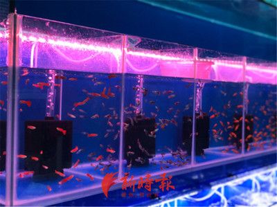 觀賞魚交易市場（2019年中國觀賞魚電商市場分析魚市場分析報告）