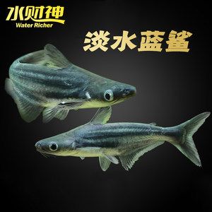 白化成吉思汗魚(yú)（白化成吉思汗魚(yú)的種類）