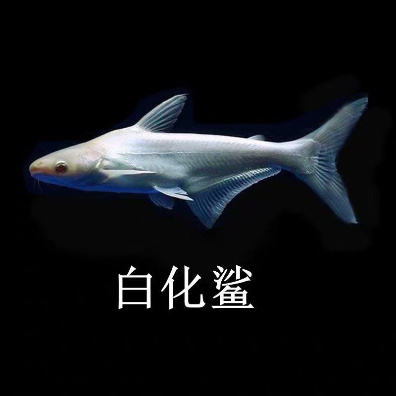 白化成吉思汗魚（白化成吉思汗魚的種類）