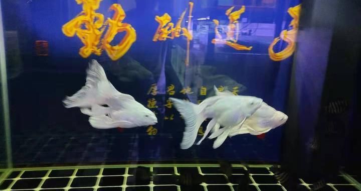 觀賞魚大尾巴飄逸（泰獅金魚、蝶尾龍睛和黃金龍鳳錦鯉是一種常見的觀賞魚品種） 黃金招財(cái)貓魚 第1張