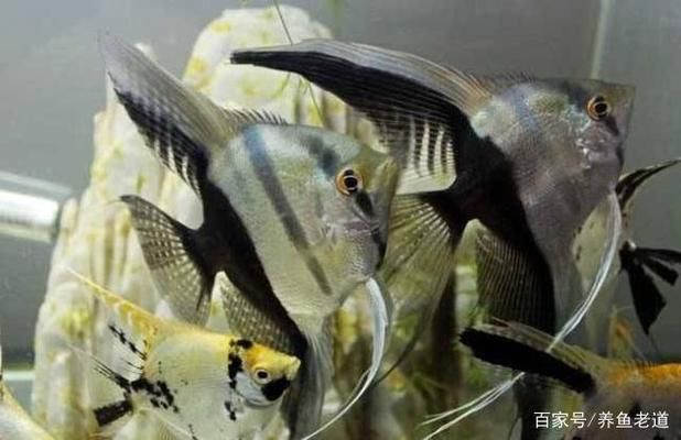 觀賞魚大尾巴飄逸（泰獅金魚、蝶尾龍睛和黃金龍鳳錦鯉是一種常見的觀賞魚品種） 黃金招財(cái)貓魚 第3張