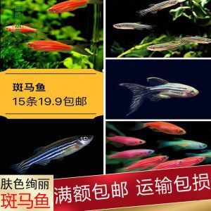 六角恐龍魚一般吃什么食物（六角恐龍魚主要以什么為食？）