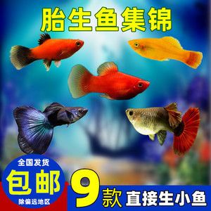 六角恐龍魚一般吃什么食物（六角恐龍魚主要以什么為食？）