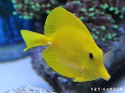 海南海水觀賞魚市場（海南海水觀賞魚養(yǎng)殖技術(shù)） 泗水龍魚 第4張