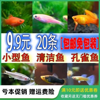 本土淡水觀賞魚品種有哪些（中國(guó)本土淡水觀賞魚體長(zhǎng)8~10cm品種）