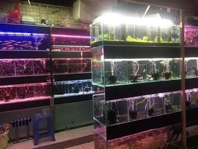 觀賞魚店面裝修效果圖（觀賞魚店面裝修效果圖和裝修風格指南店面裝修效果圖）