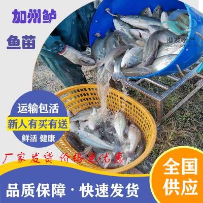 淡水魚苗批發(fā)市場（你正在尋找淡水魚苗批發(fā)市場以下是根據(jù)搜索結(jié)果找到的一些信息） 黑云魚 第2張