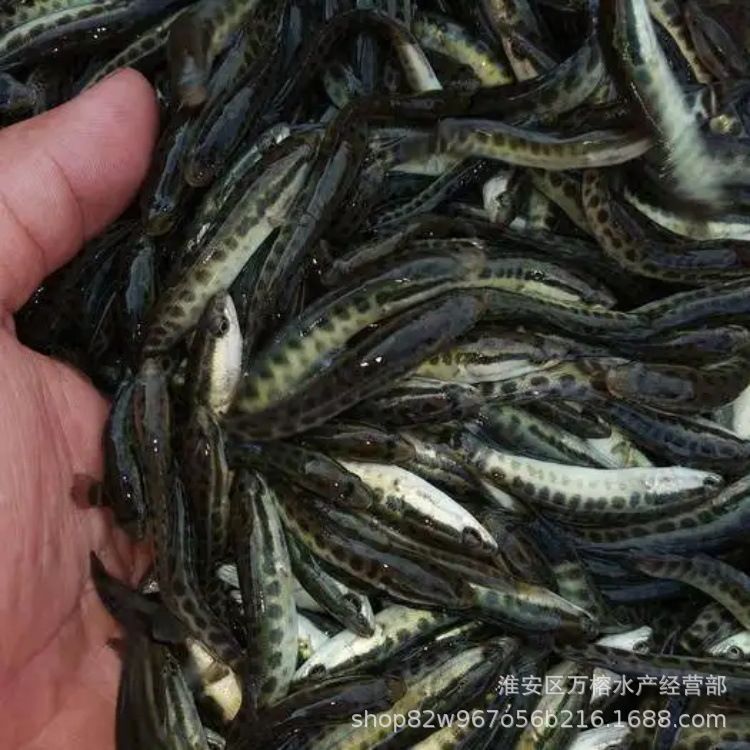 淡水魚苗批發(fā)市場（你正在尋找淡水魚苗批發(fā)市場以下是根據(jù)搜索結(jié)果找到的一些信息） 黑云魚 第3張