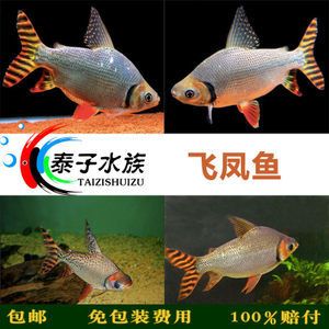 飛鳳魚價格（飛鳳魚的價格可以根據(jù)不同的品種、品相等因素有所差異） 銀古魚苗 第1張