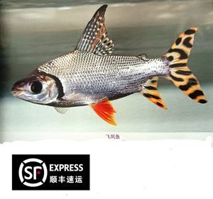 飛鳳魚價(jià)格（飛鳳魚的價(jià)格可以根據(jù)不同的品種、品相等因素有所差異） 銀古魚苗 第4張