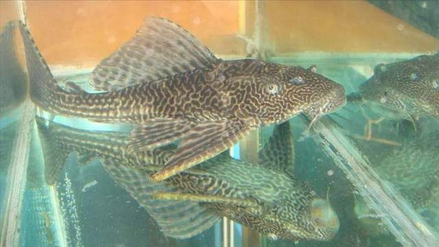 廣東本土觀賞魚種類（一些廣東特色水族館探秘） 魚缸凈水劑 第1張