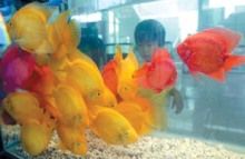 廣東本土觀賞魚種類（一些廣東特色水族館探秘） 魚缸凈水劑 第4張