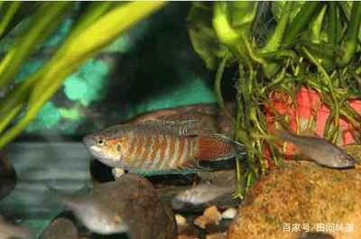 廣東本土觀賞魚種類（一些廣東特色水族館探秘） 魚缸凈水劑 第3張