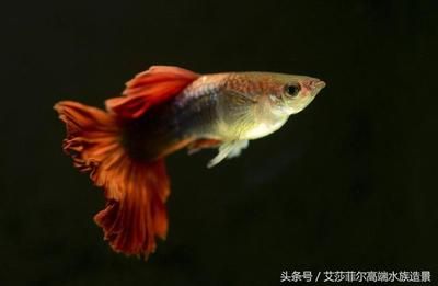 觀賞魚熱門排行榜前十名有哪些（觀賞魚熱門排行榜） 貝因美 第1張