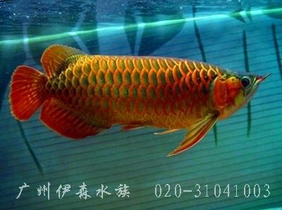 廣州金魚缸維修點(diǎn)（廣州金魚缸清洗消毒公司） 委內(nèi)瑞拉奧里諾三間魚苗 第1張