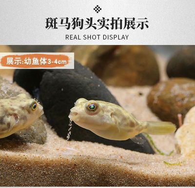 狗頭魚和河豚魚區(qū)別（狗頭魚與河豚魚的區(qū)別） 黃金眼鏡蛇雷龍魚 第4張