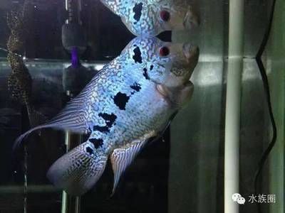 比較溫順的觀賞魚排名（溫順且受歡迎的觀賞魚） 海水魚 第3張