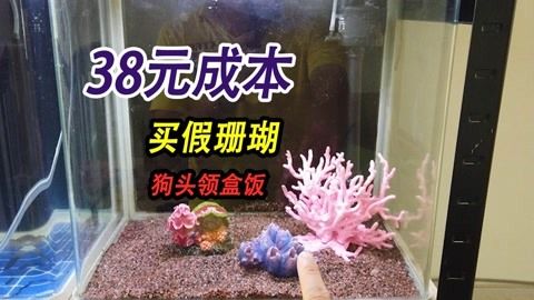 海水缸白點(diǎn)空缸多久放魚？（海水缸中出現(xiàn)白點(diǎn)是一個(gè)嚴(yán)重的問(wèn)題需要采取適當(dāng)?shù)拇胧﹣?lái)處理） 一眉道人魚苗 第3張