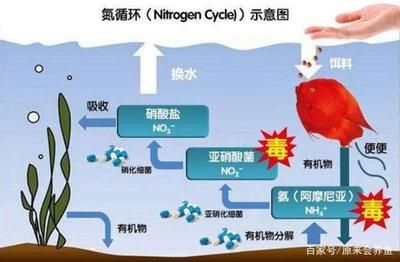 百度硝化細菌（關(guān)于硝化細菌的一些詳細信息）