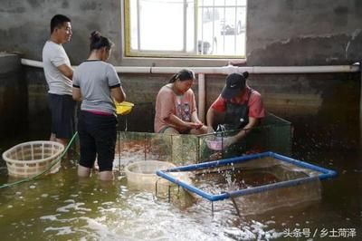 廣州觀賞魚養(yǎng)殖基地有哪些地方在建（關(guān)于廣州觀賞魚養(yǎng)殖基地在建的信息） 新加坡三巴旺 第4張