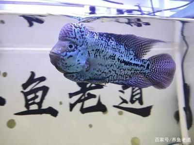 觀賞魚(yú)腸炎能自愈嗎（觀賞魚(yú)腸炎能否自愈） 黃金鴨嘴魚(yú) 第1張