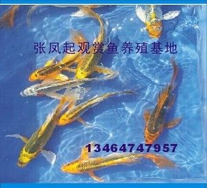 觀賞魚苗批發(fā)價格（觀賞魚養(yǎng)殖的經濟效益探討） 觀賞魚市場 第1張