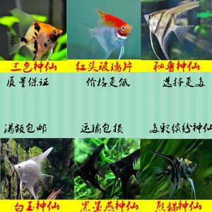 觀賞魚苗批發(fā)價格（觀賞魚養(yǎng)殖的經濟效益探討） 觀賞魚市場 第3張