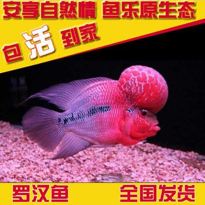 觀賞魚苗批發(fā)價格（觀賞魚養(yǎng)殖的經濟效益探討） 觀賞魚市場 第4張