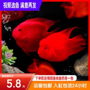 財(cái)神鸚鵡魚苗不退沙（財(cái)神鸚鵡魚苗養(yǎng)殖技巧）