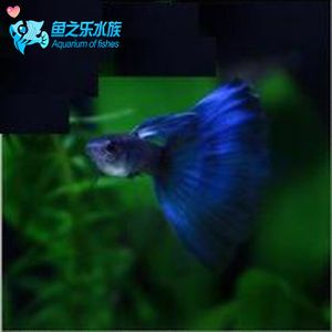 觀賞魚能從網(wǎng)上買嗎（網(wǎng)上購買觀賞魚的養(yǎng)護技巧分享養(yǎng)護技巧分享養(yǎng)魚風(fēng)險） 天王紅龍 第1張