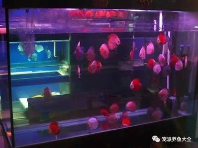 觀賞魚進(jìn)貨（全球觀賞魚交易市場(chǎng)分析） 觀賞魚 第1張