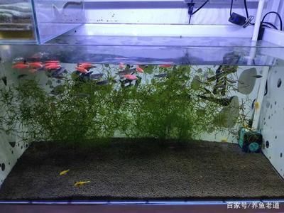 觀賞魚幾天換一次水合適（冬季換水的注意事項(xiàng)） 泰國虎魚（泰虎） 第4張